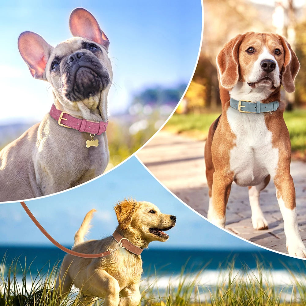 Genuine Leather Dog Collar — Durable & Stylish