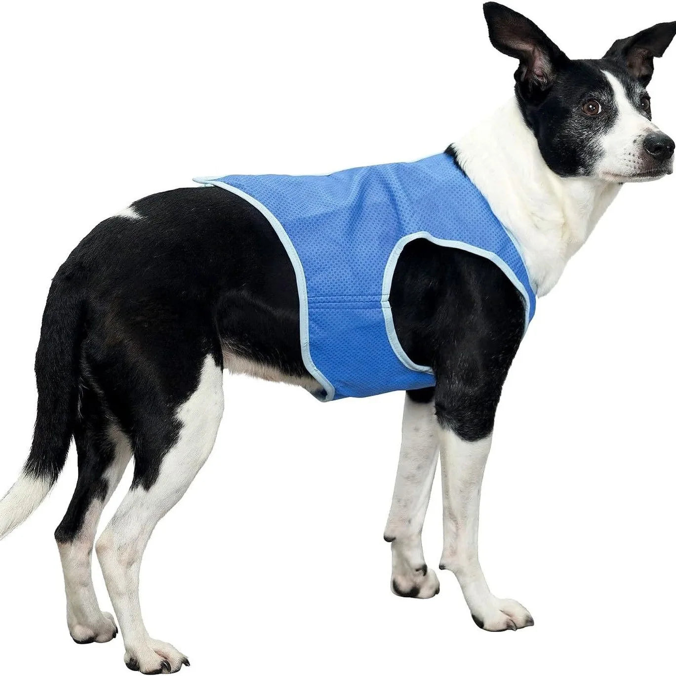 Reflective Dog Safety Vest — High-Visibility Walks