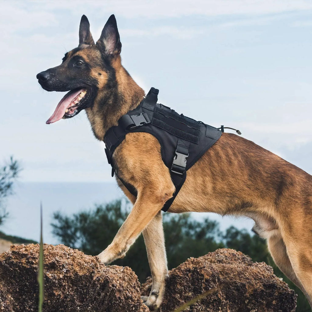 The Maison Pets: Elegant Dog Harnesses & Vests